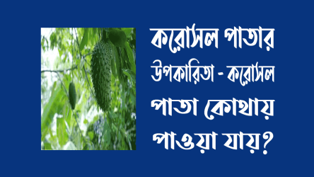 করোসল-পাতার-উপকারিতা-করোসল-পাতা-কোথায়-পাওয়া-যায়